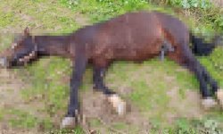 Şanlıurfa'da yıldırım isabet eden at telef oldu