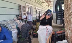 Sarıgöl'de taze bağ yaprağı mesaisi başladı