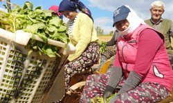 Sarıgöl'de tütün dikimi başladı