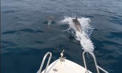 Saros Körfezi'nde yunuslar tekne ile yarıştı