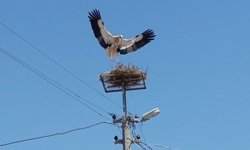Sazlı'da leylekler yeni yuvasına kavuştu