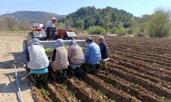 Selendi'de tarım işçisi yevmiyesi 1400 TL oldu