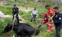 Seydikemer'de mahsur kalan inek itfaiye ekipleri tarafından kurtarıldı