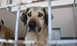 Şikayetler 100'den 20'ye indi: Başiskele'de sokak hayvanı şikayetleri büyük oranda düştü