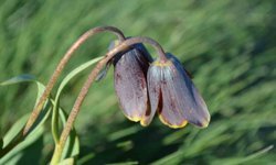 Simav Dağı rengârenk ters lalelere ev sahipliği yapıyor