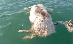 Sinop'ta denizde ölü inek bulundu