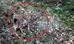 Sinop'ta vaşak görüntülendi