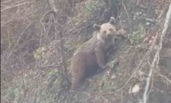 Sinop'ta yavru ayı yolda görüntülendi