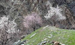 Şırnak'ta badem ağaçları çiçek açtı