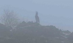 Sisli havada dağ keçileri eşsiz görüntüler oluşturdu