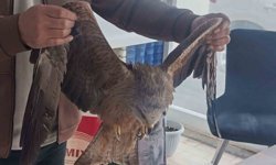 Sivas'ta yaralı bulunan Kızıl şahin koruma altına alındı