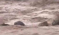 Siverek'te sağanak yağış sele neden oldu