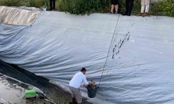 Sulama havuzuna düşen 5 yavru köpeği belediye ekipleri kurtardı