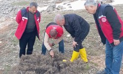 Süne mücadelesi için ilkbahar kışlak sürveyleri yapıldı