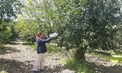 Tarım arazilerinde hastalık ve zararlı mesaisi