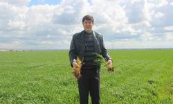 'Tarım kenti' Şanlıurfa yağışa doydu