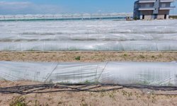 Tarım ve Orman Bakanlığından, bir çiftçinin satamadığı kıvırcıkların koyunlara yem edildiği iddialarına yalanlama