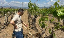 TARİŞ'ten bağlara yakın takip