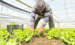 Tarlada ortalama 15 TL olan marul tezgahlarda 100 TL'ye satılıyor