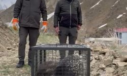 Tedavisi tamamlanan oklu kirpi doğaya salındı