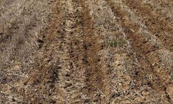 Tekirdağ'da ayçiçeği tohumları anıza ekim yöntemiyle toprakla buluştu