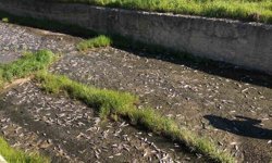 Tekirdağ'da gölde toplu balık ölümleri yaşandı