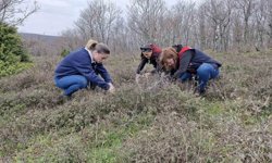 Tekirdağ'da süne zararlısına karşı saha çalışmaları başlatıldı