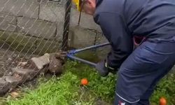 Tel örgüye sıkışıp, mahsur kalan kirpi kurtarıldı