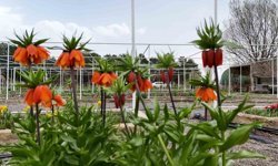 Ters laleyi koparmanın cezası 700 bin lira: Yılda sadece 20 gün yaşıyor