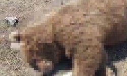 TIR'ın çarptığı boz ayı telef oldu