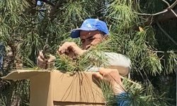 Tokat'ta ağaca oğul veren arıları ekipmansız topladı