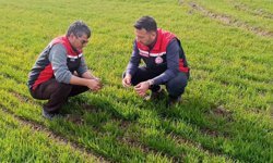 Tomarza'da zirai don uyarısı sonrası saha kontrolleri devam ediyor