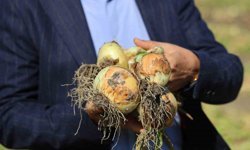 Turfanda soğanda hasat başladı, fiyatı arz-talep belirleyecek