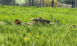 Türkiye'de nesli tehlike altında olan 'kızıl sincap' çağla yerken görüntülendi