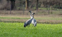 Turnaların izinde: 2026 izleme çalışmaları sürüyor