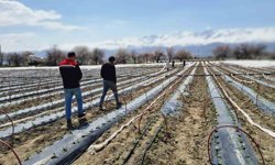 Üzümlü'de biber fideleri toprakla buluştu