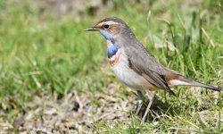 Van Gölü havzası göçmen kuşlarla renklendi