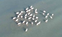 Van Gölü havzasının zarif misafirleri: Allı turnalar Erçek Gölü'ne gelmeye başladı