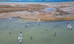 Van Gölü'nde nesli tehlike altındaki Dikkuyruk görüntülendi