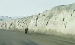 Van'da kara yoluna inen ayı kameraya yansıdı