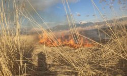Van'ın Muradiye ilçesinde sazlık yangını