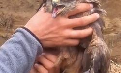 Yakalan yaralı şahin, ekiplere teslim edildi