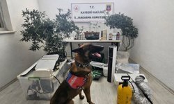 Yasadışı kenevir eken şahıs yakalandı