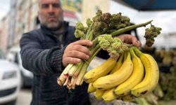 Yayla muzu uçkun tezgaha çıktı