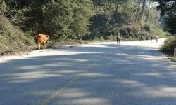 Yem fiyatları arttı, salma besicilik yeniden değer kazandı
