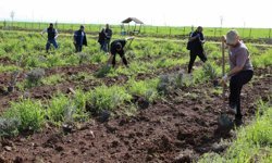 Yenişehir'de lavanta mevsimi başlıyor