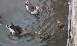 Yeşilırmak Nehri'nin maskotu kaz yavruları beslenme saatinde