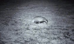 Yiyecek arayışındaki porsuk Ganos Dağları'nda görüntülendi