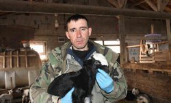 Yozgatlı keçi yetiştiricisi kireçli yöntemle hayvan kayıplarını önledi