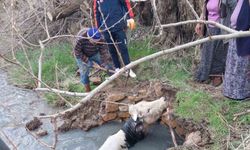 Yozgat'ta kuyuya düşen büyükbaş, AFAD ekiplerince kurtarıldı